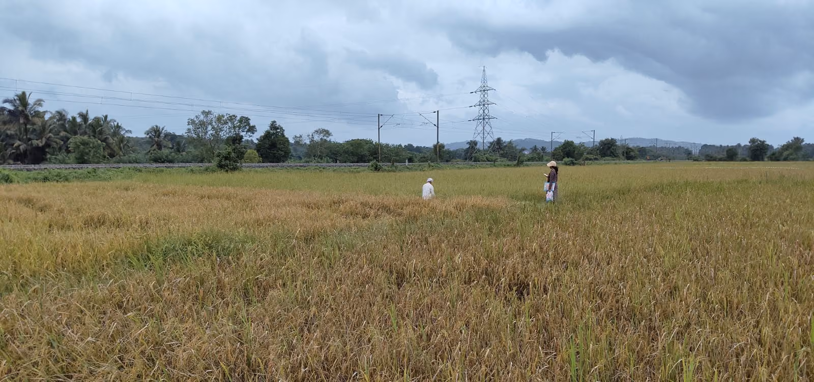 Aerial view of green paddy fields at Keerthi Organics, Ottapalam